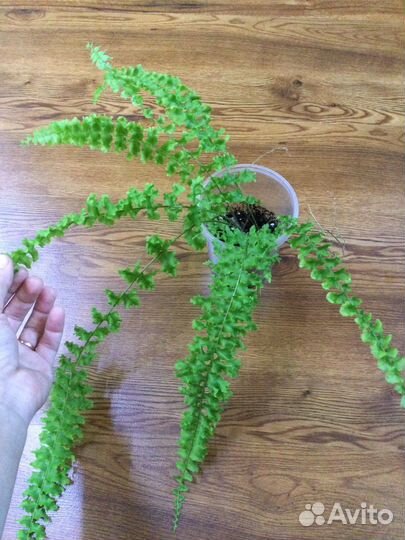 Папоротник нефролепис Дассада