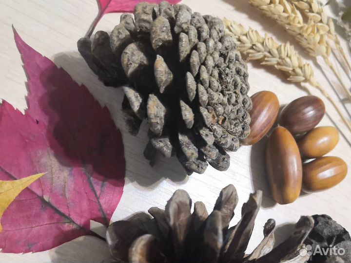 Набор из природных материалов