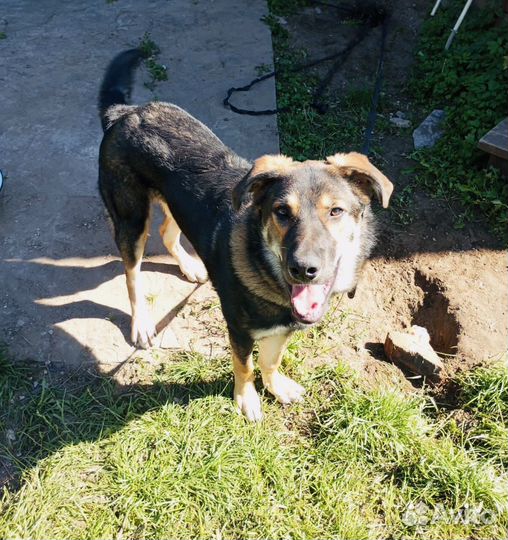 Крупный щенок ищет дом