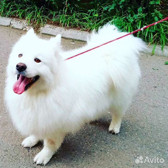 Груминг (стрижка собак)