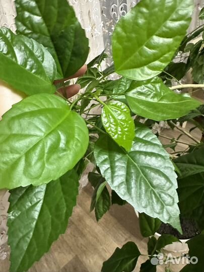 Гибискус, китайская роза