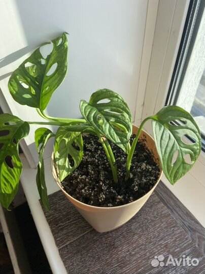 Продам цветы