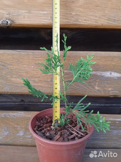 Туя брабант саженцы 25-30 см