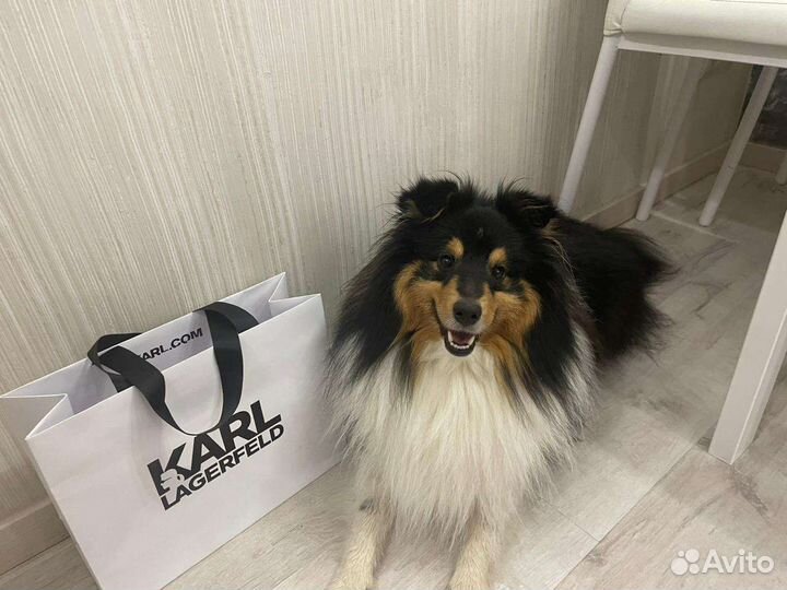 Вязка Шелти