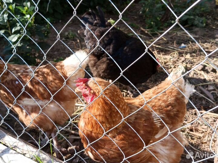 Куры несушки оптом