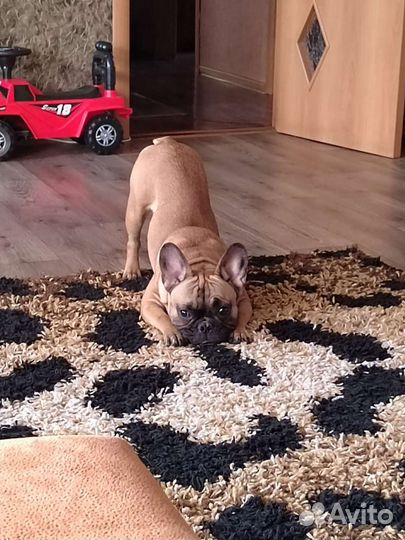 Французский бульдог щенки