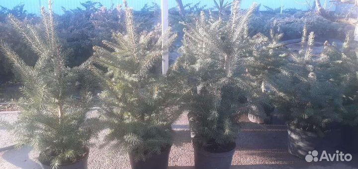 Ель голубая