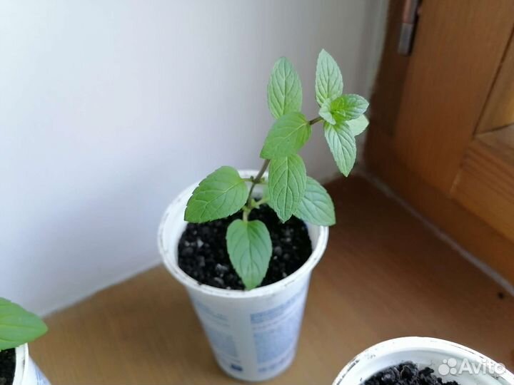 Мята лавандовая и шоколадная