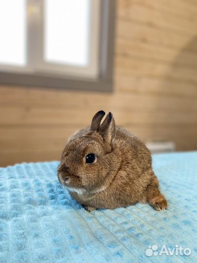 Кролики в добрые руки