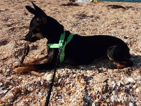 Щенок щпиц- терьер