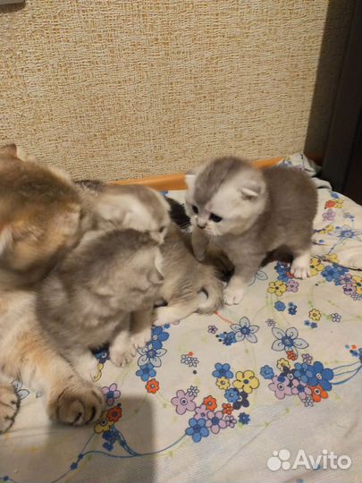 Шотландская