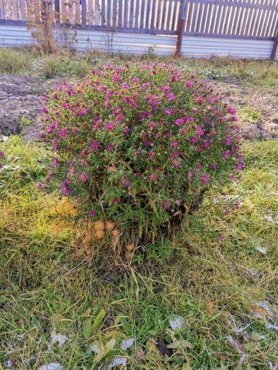 Дача 20 м² на участке 7 сот.