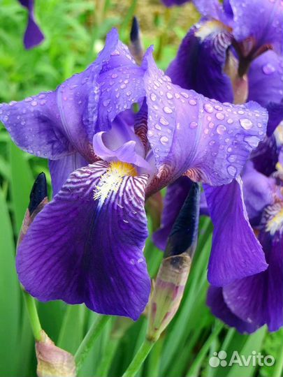 Ирисы бородатые сортовые