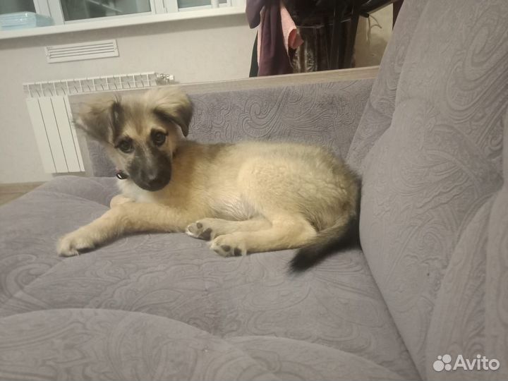 Очень добрая и ласковая девочка -щенок