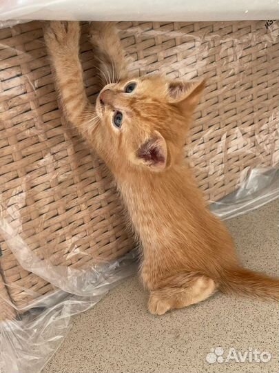 Рыжики в добрые руки