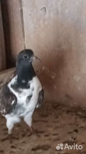 Продажа голубей
