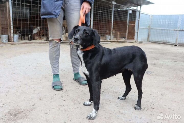 Собака в добрые руки отдам бесплатно