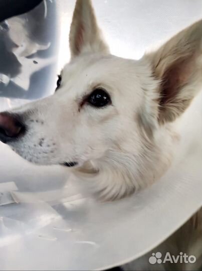 Классный пес