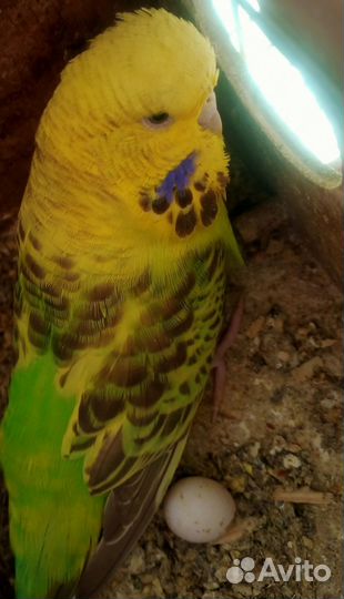 Выставочный волнистый попугай(чех)