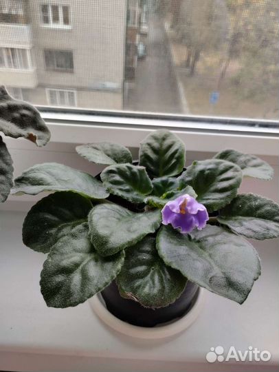 Фиалка. Цветы