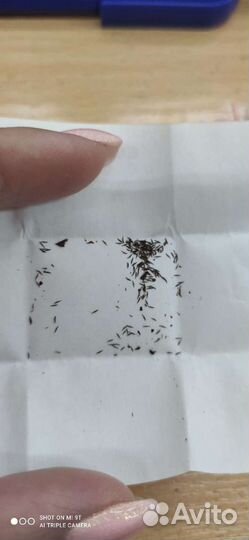 Росянка промежуточная семена