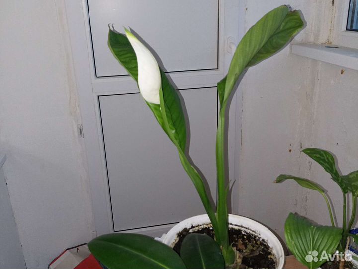 Спатифиллум Сенсация