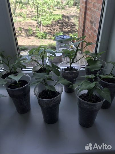 Батат рассада