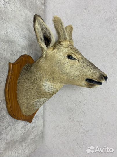 Чучело головы косули