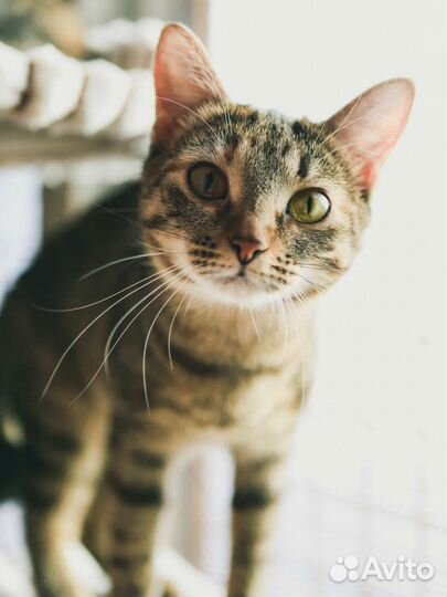 Спасите ласковую кошечку из приюта