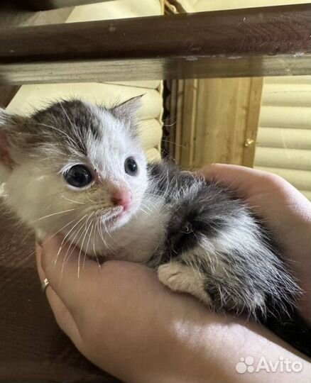 Отдаю котят