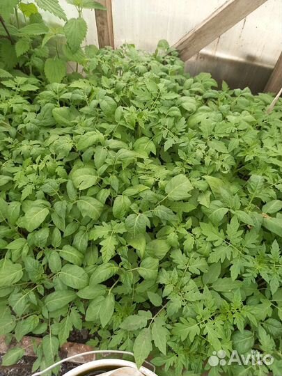 Рассада помидоров томатов