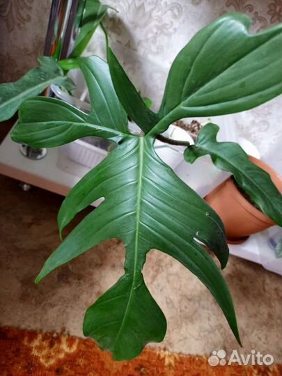 Филодендрон Маска