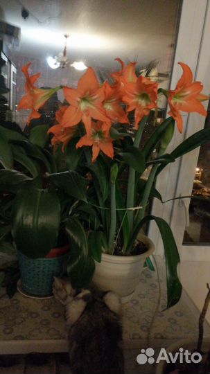 Эухарис амазонская лилия,Гиппеаструм