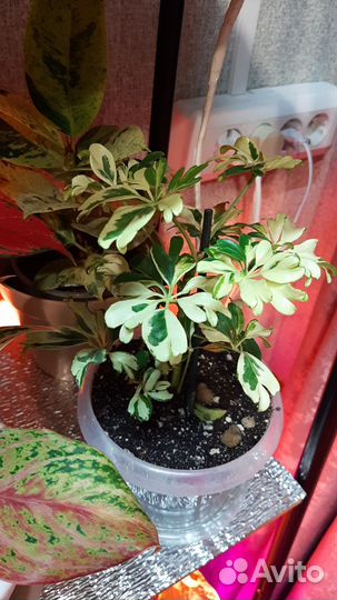 Гардения жасминовидная, традесканция