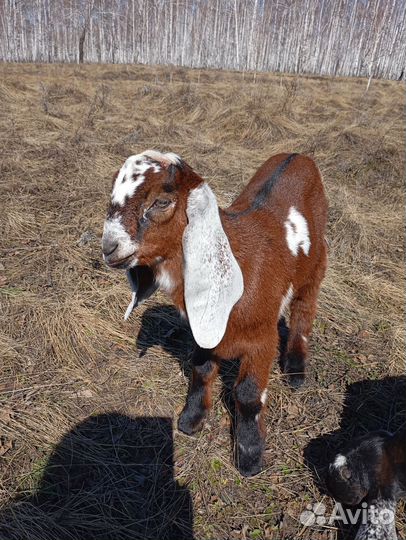 Нубийские козы камори