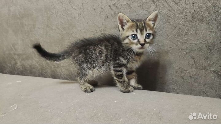 Отдам котят
