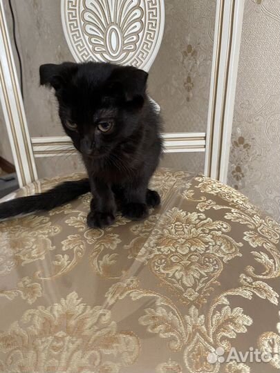 Котенок вислоухий, мальчик