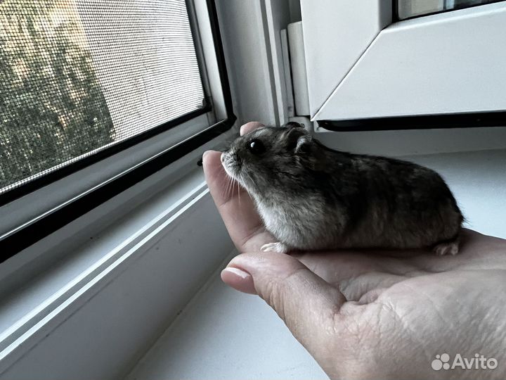 Джунгарский хомяк бесплатно