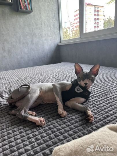 Канадский сфинкс вязка