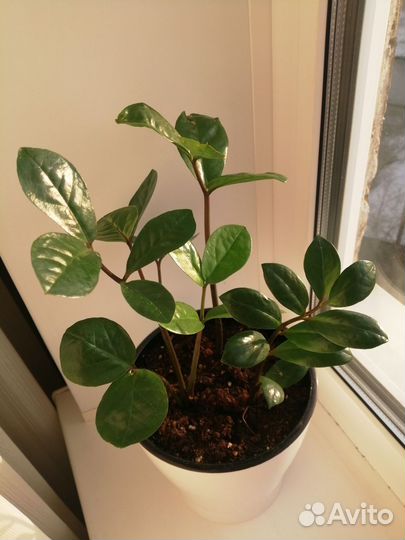 Замиокулькас