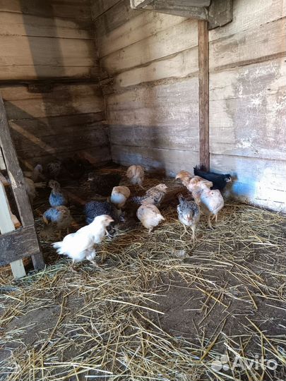 Куры молодки