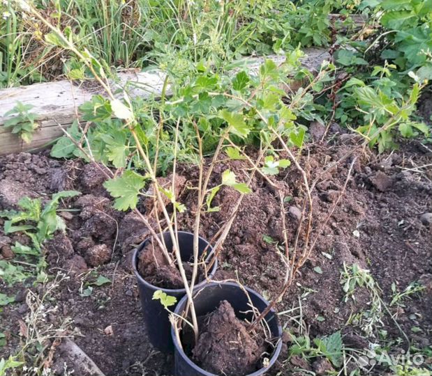 Саженцы крыжовника Краснославянский