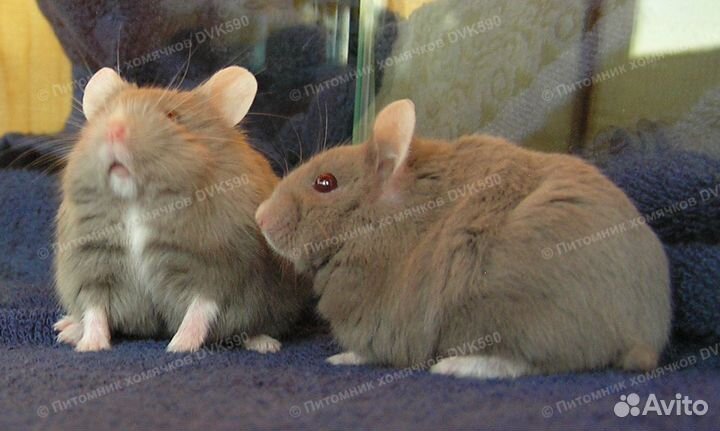 Хомячок с белым галстучком и носочками