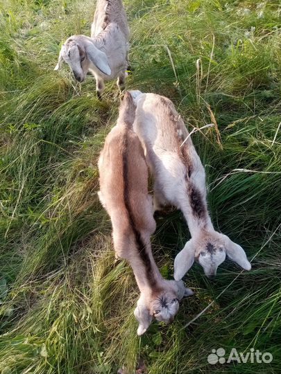 Продам козлят