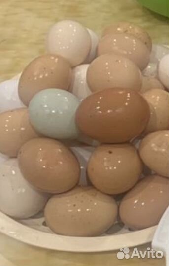 Инкубационное яйцо куриное