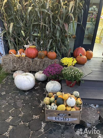 Тыква солома сено стебли