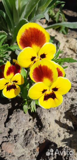 Виола (анютины глазки)