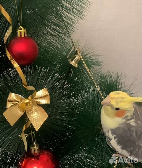 Передержка для попугаев и других птиц