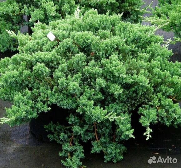 Можжевельник в ассортименте