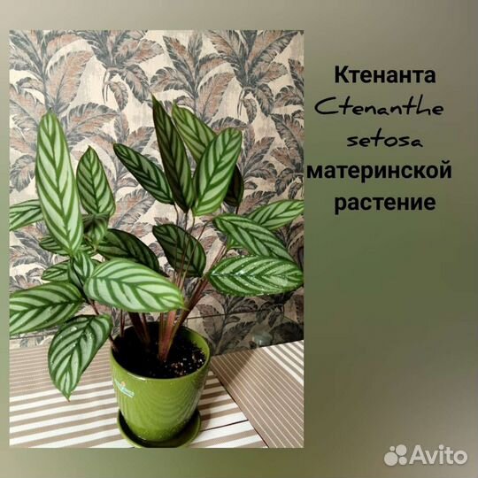 Ктенанта Сетоза Setosa, маранта, калатея комнатные
